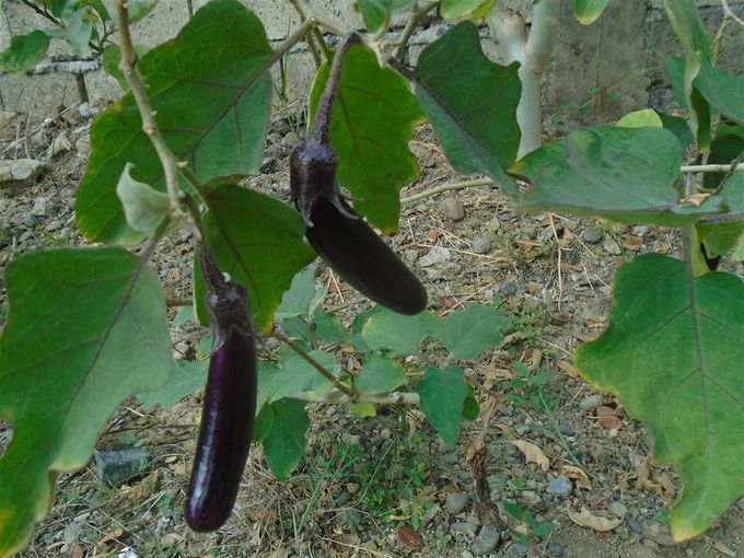 Many of the egplants were picked recently, I see.