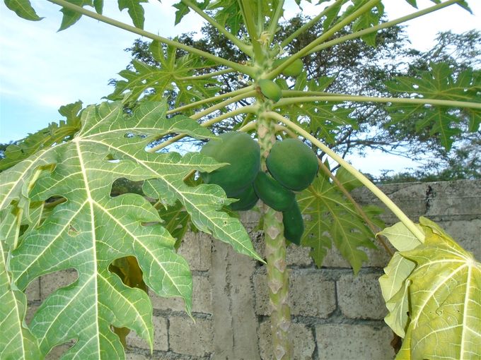 Papaya. Have learned that a tea made from its mashed leaves greatly helps dengue sufferers: sends platelet counts soaring.