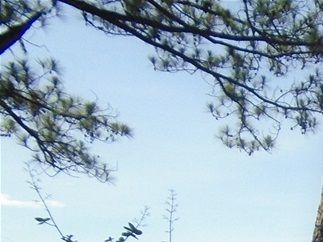 Baguio highlands. Plenty of pines.