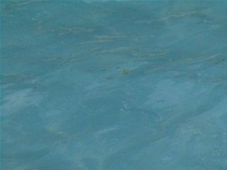 In the BL pool with Peanut.