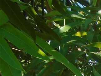 Mango tree.