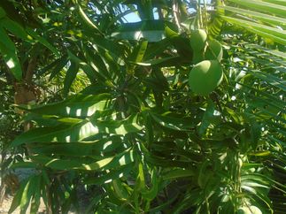 Mango tree.