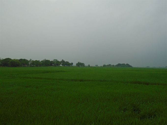 S-o-o-o much rice grows along the road to Rizal!