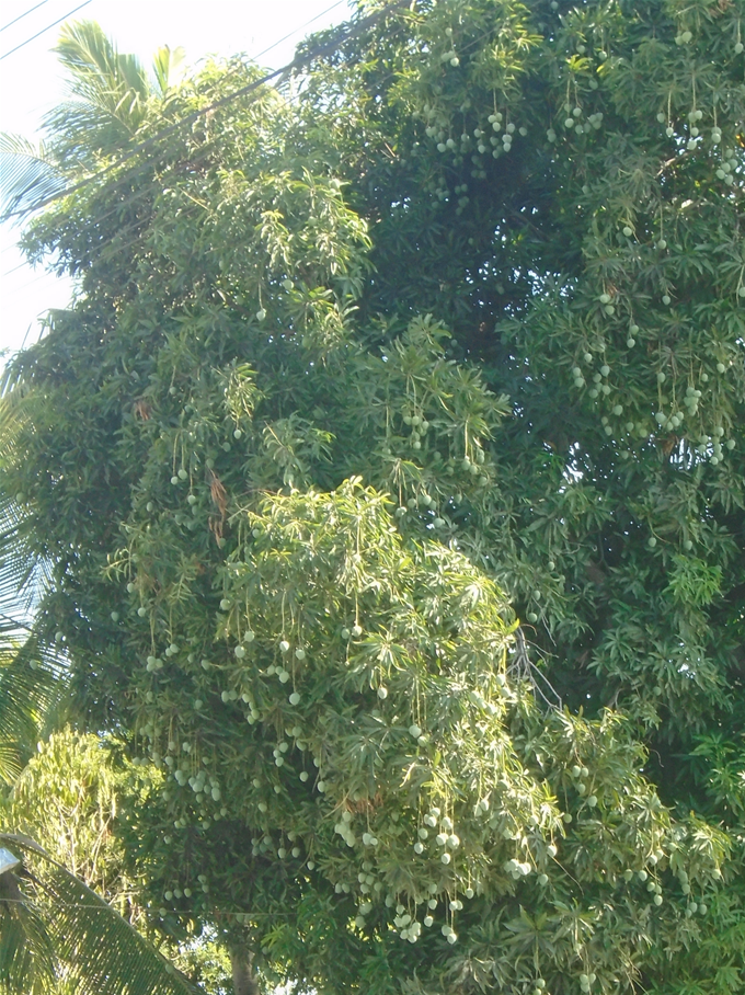 The big mango tree across the street. Some grow to a height of more than 100 feet.