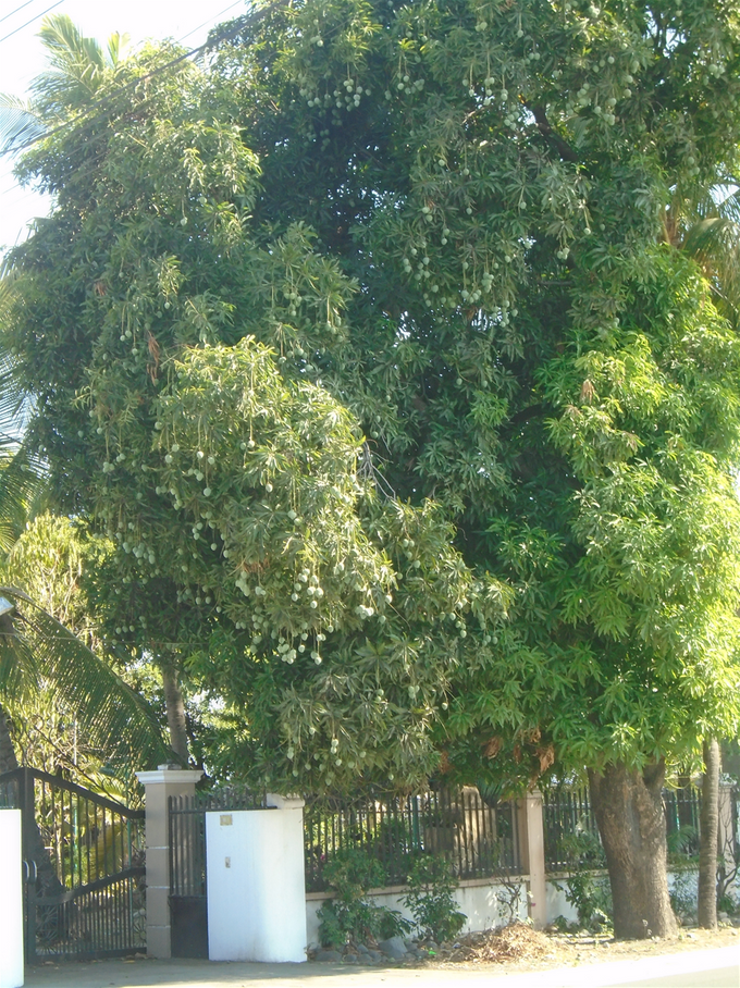 The big mango tree across the street. Some grow to a height of more than 100 feet.