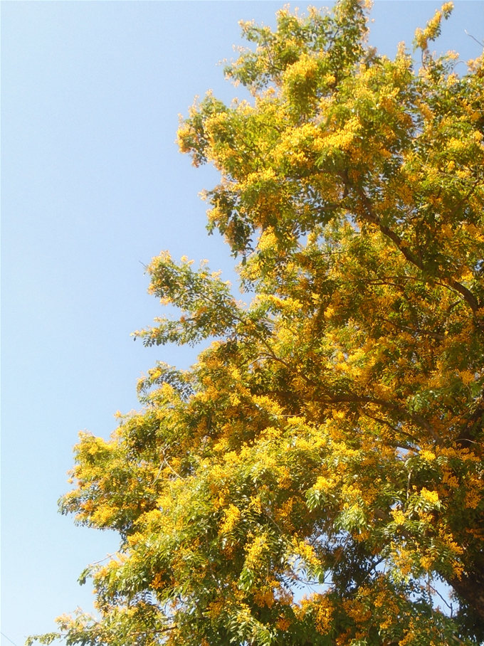 The narra tree is the country's national tree. They're all in bloom now.