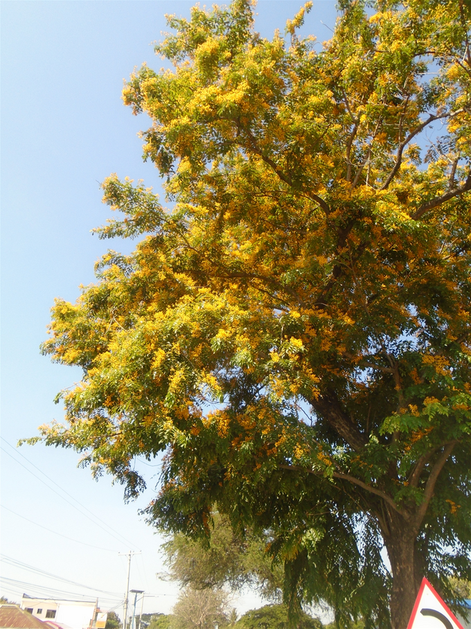 The narra tree is the country's national tree. They're all in bloom now.