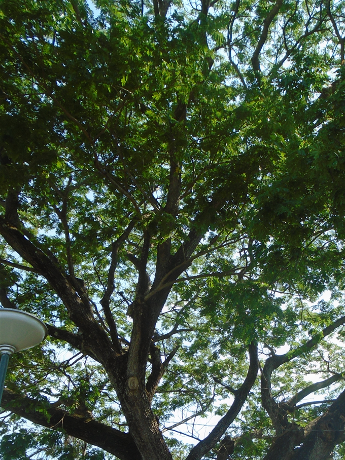 A big old acacia.