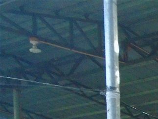 Here two birds, not wearing sharp metal gaffs, are set to spar for our entertainment.