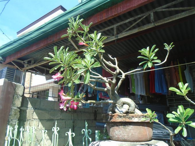 Larry and Lori cultivate kalachuchi bonsai trees.