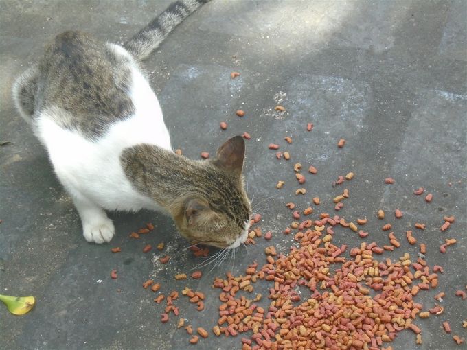 Cheetah at the cat food (Jheng finally found some in that big store).