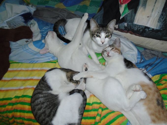 The Four, from left to right: Ciao, Ubo, Bocci, and Cuba.