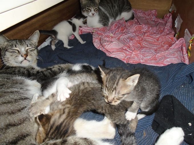 Boudicca allows only Ciao to visit with the new litter in the drawer. Ubo, Cuba, and Bocci receive angry growls and ready claws if they try to butt in.