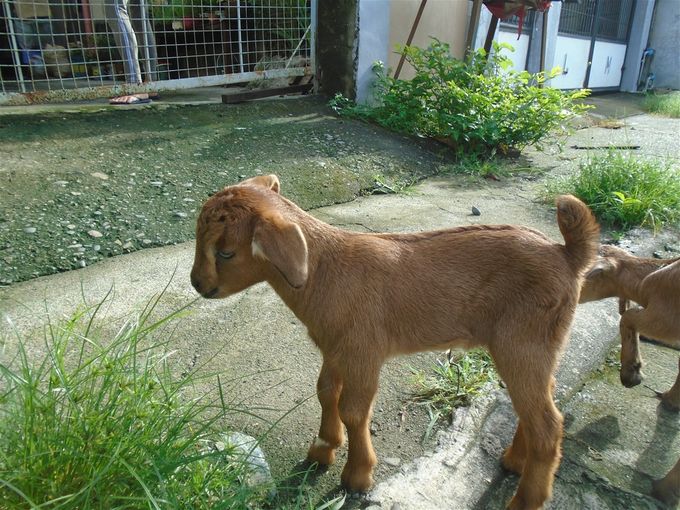 New additions across the street: two 5-day-old kids. (Look closely: see the remains of the umbilical cord on this one?)