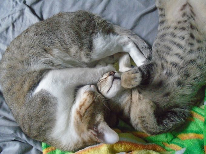 These two.