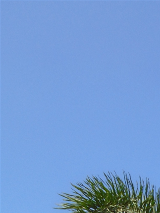 Can't find the identity of this palm: there are plenty of these, too, in Cabagan!
